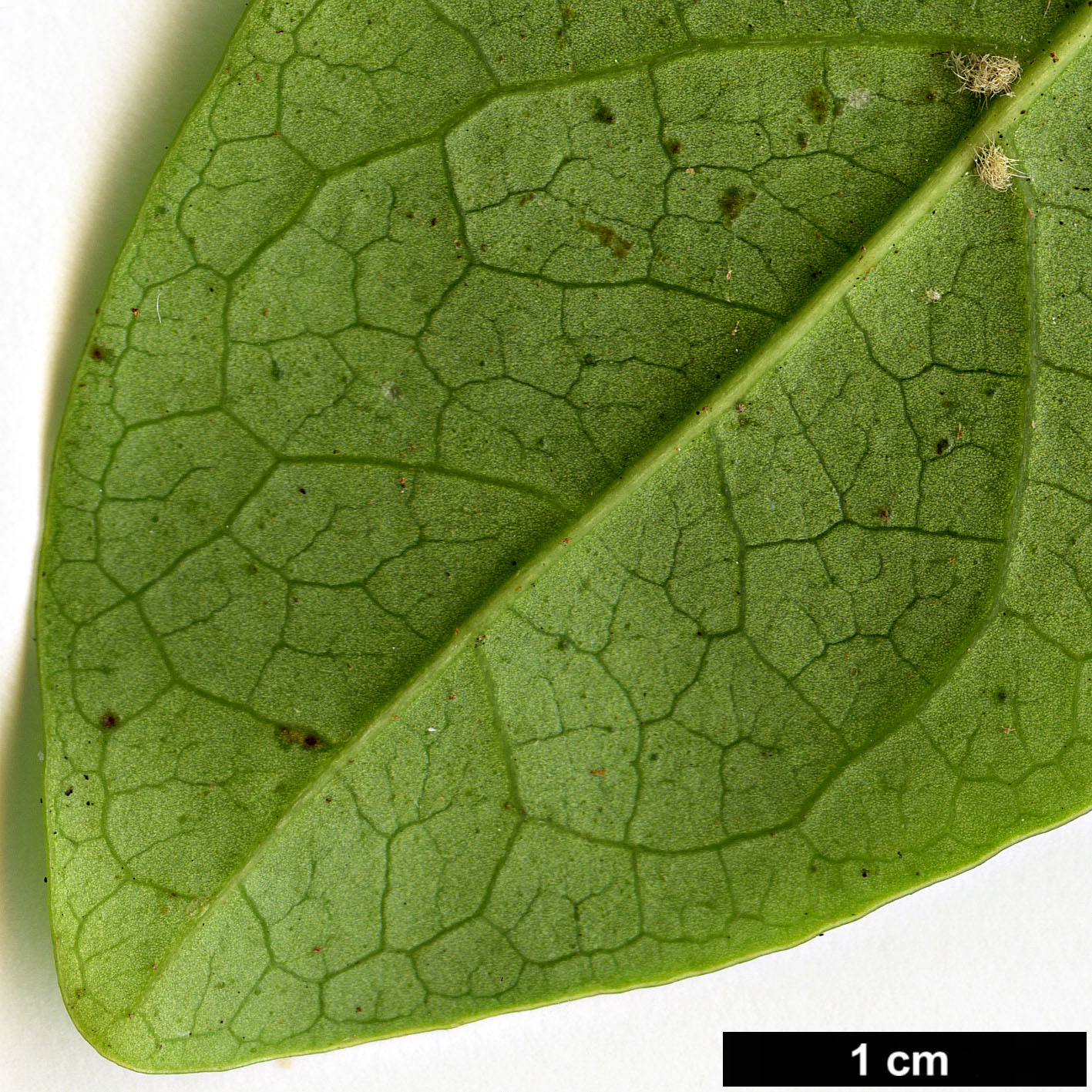 High resolution image: Family: Adoxaceae - Genus: Viburnum - Taxon: treleasei